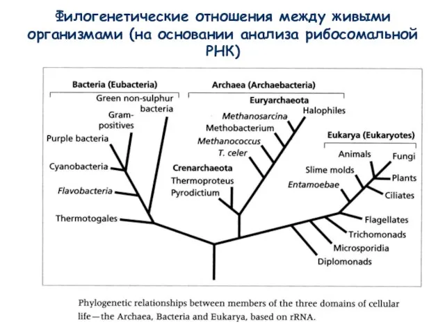 Филогенетические отношения между живыми организмами (на основании анализа рибосомальной РНК)