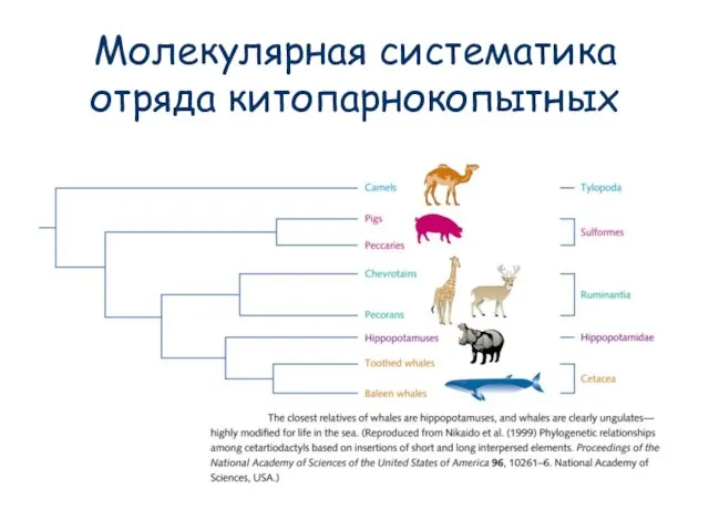 Молекулярная систематика отряда китопарнокопытных