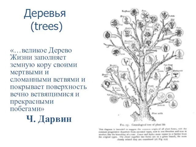 Деревья (trees) «…великое Дерево Жизни заполняет земную кору своими мертвыми и сломанными