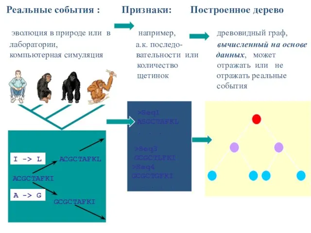 Реальные события : Признаки: Построенное дерево эволюция в природе или в например,