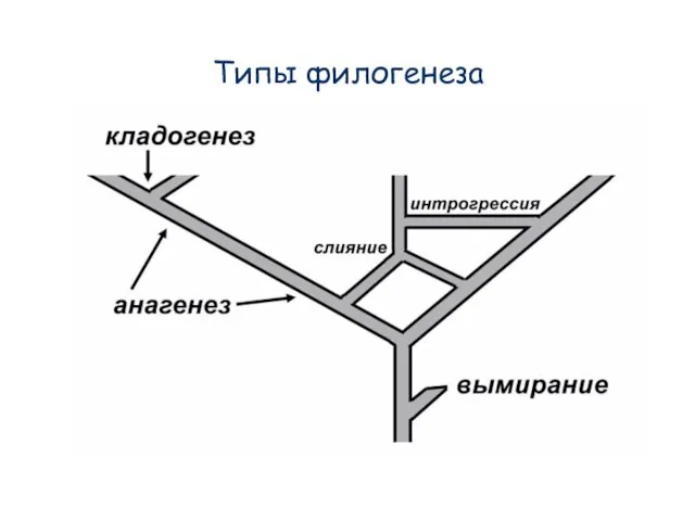 Типы филогенеза