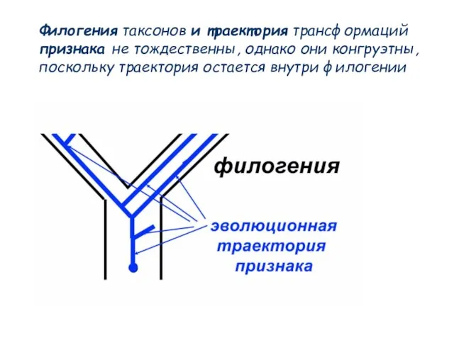 Филогения таксонов и траектория трансформаций признака не тождественны, однако они конгруэтны, поскольку траектория остается внутри филогении