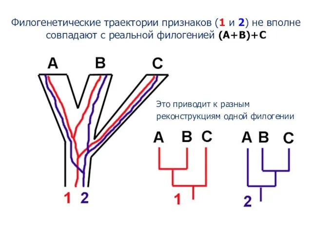 Филогенетические траектории признаков (1 и 2) не вполне совпадают с реальной филогенией