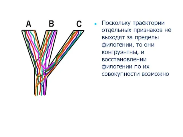 Поскольку траектории отдельных признаков не выходят за пределы филогении, то они конгруэнтны,