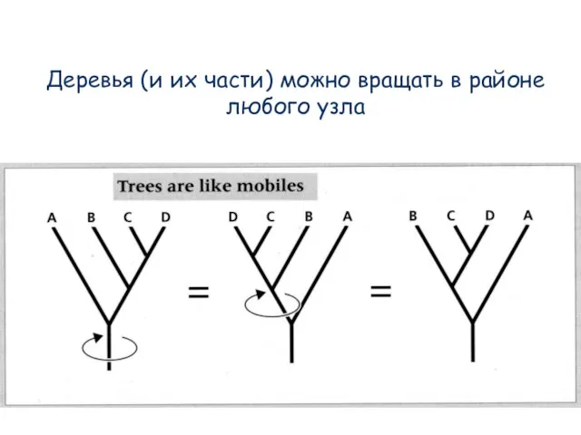 Деревья (и их части) можно вращать в районе любого узла