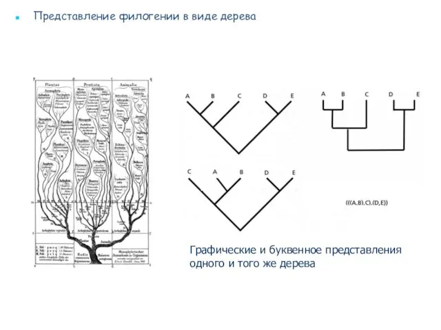 Представление филогении в виде дерева Графические и буквенное представления одного и того же дерева