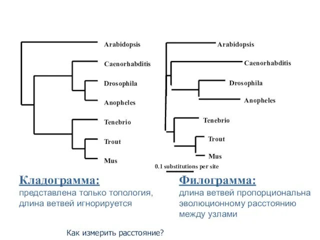 Филограмма: длина ветвей пропорциональна эволюционному расстоянию между узлами Кладограмма: представлена только топология,