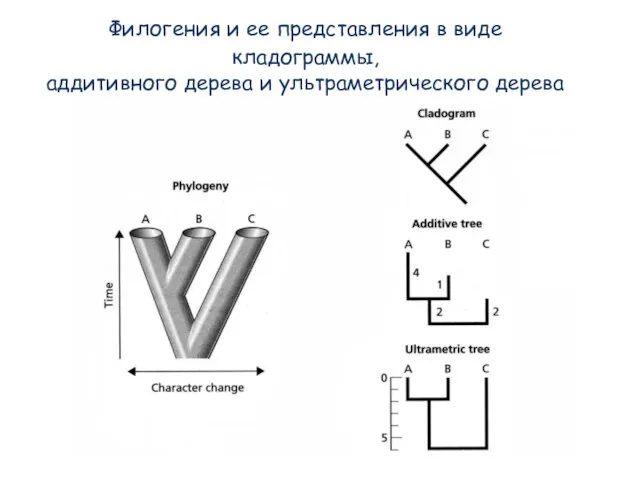 Филогения и ее представления в виде кладограммы, аддитивного дерева и ультраметрического дерева