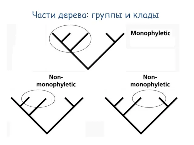 Части дерева: группы и клады