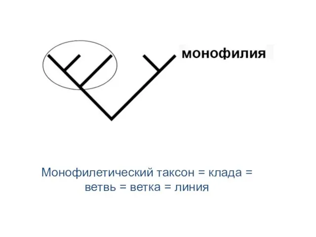 Монофилетический таксон = клада = ветвь = ветка = линия