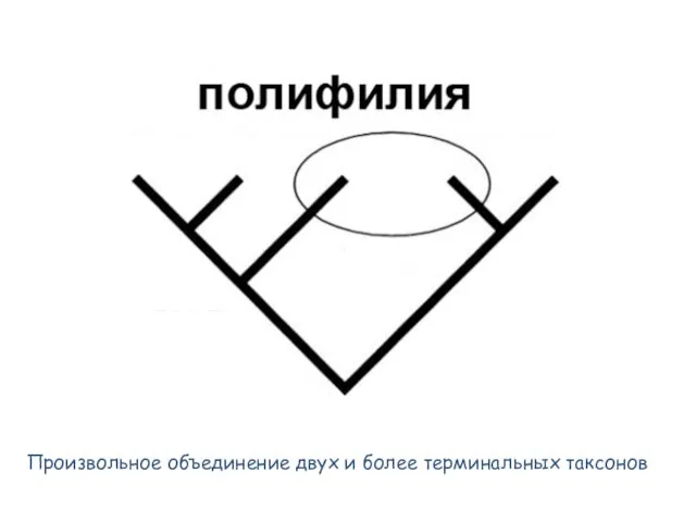 Произвольное объединение двух и более терминальных таксонов