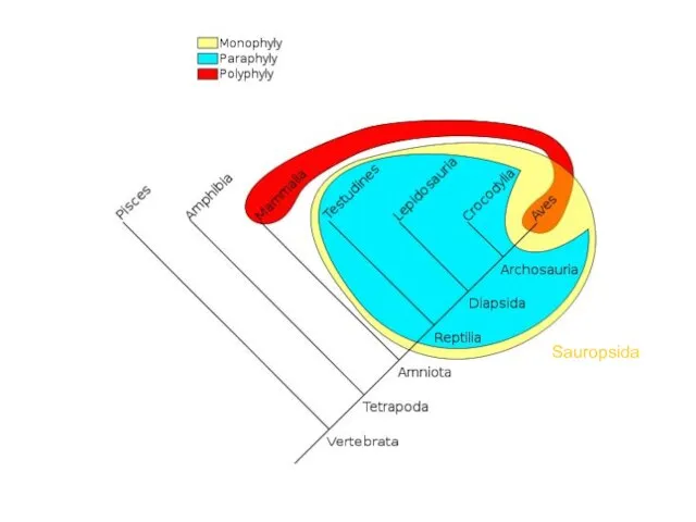 Sauropsida