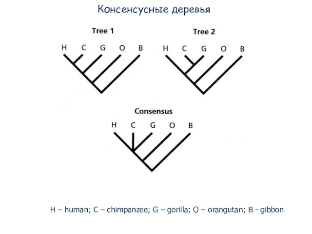 Консенсусные деревья H – human; C – chimpanzee; G – gorilla; O