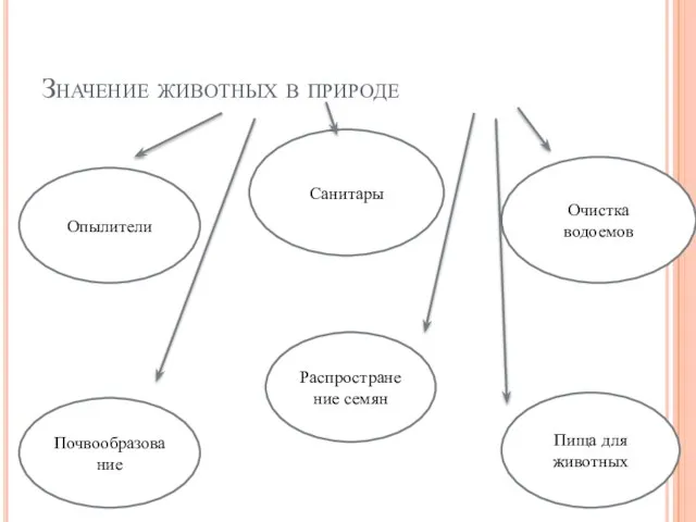 Значение животных в природе Опылители Санитары Почвообразование Распространение семян Очистка водоемов Пища для животных