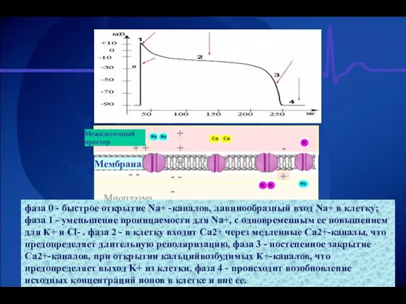 + + + + + - - - - - - Миоплазма