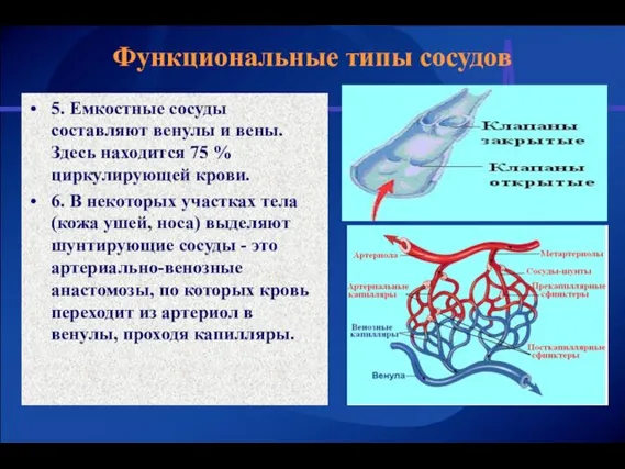 5. Емкостные сосуды составляют венулы и вены. Здесь находится 75 % циркулирующей