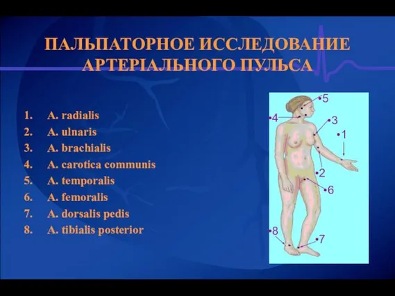 ПАЛЬПАТОРНОЕ ИССЛЕДОВАНИЕ АРТЕРІАЛЬНОГО ПУЛЬСА А. radialis A. ulnaris A. brachialis A. carotica