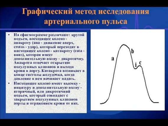 Графический метод исследования артериального пульса На сфигмограмме различают: крутой подъем, восходящее колено