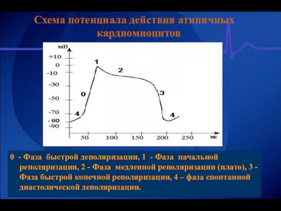 Схема потенциала действия атипичных кардиомиоцитов 0 - Фаза быстрой деполяризации, 1 -