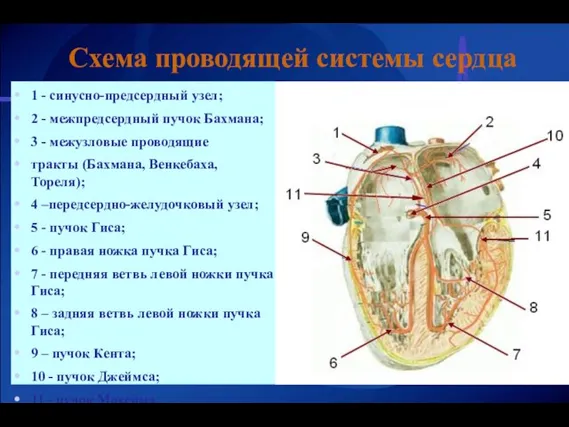 1 - синусно-предсердный узел; 2 - межпредсердный пучок Бахмана; 3 - межузловые