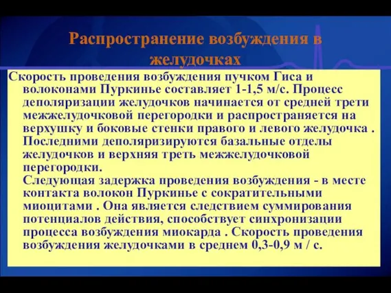 Скорость проведения возбуждения пучком Гиса и волоконами Пуркинье составляет 1-1,5 м/с. Процесс