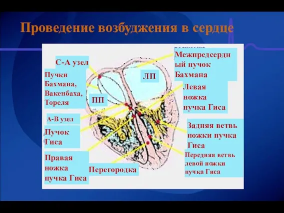 Проведение возбуджения в сердце ЛП ПП Перегородка А-В узел С-А узел Межпредсердный