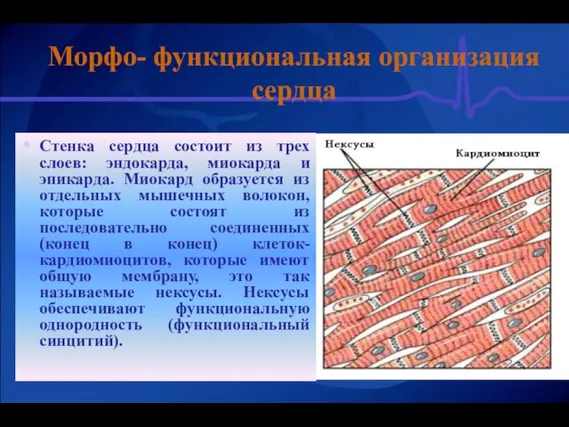 Стенка сердца состоит из трех слоев: эндокарда, миокарда и эпикарда. Миокард образуется