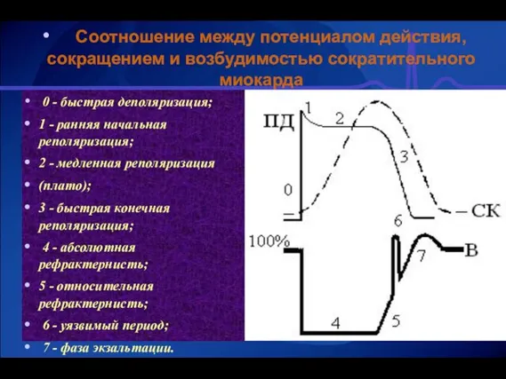 0 - быстрая деполяризация; 1 - ранняя начальная реполяризация; 2 - медленная