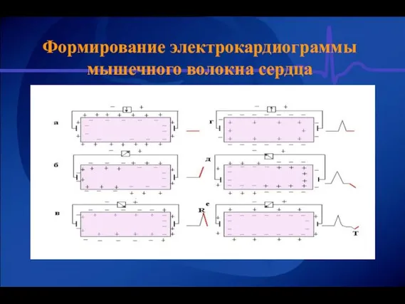 Формирование электрокардиограммы мышечного волокна сердца