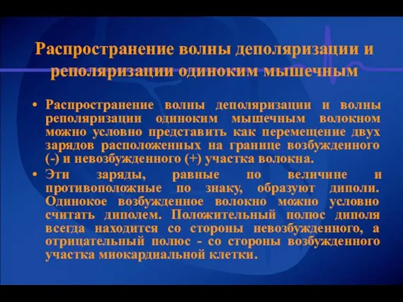 Распространение волны деполяризации и реполяризации одиноким мышечным Распространение волны деполяризации и волны