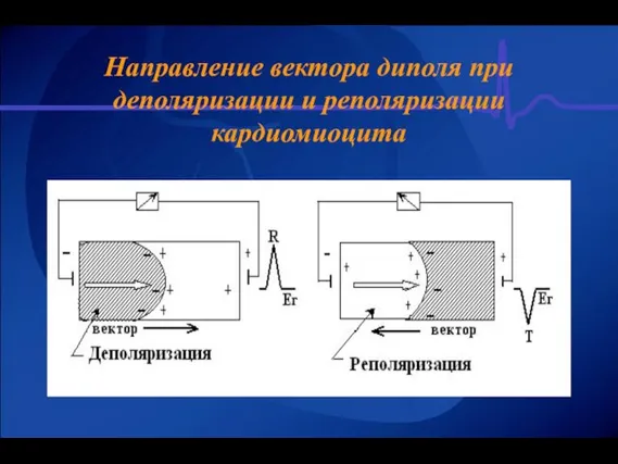 Направление вектора диполя при деполяризации и реполяризации кардиомиоцита