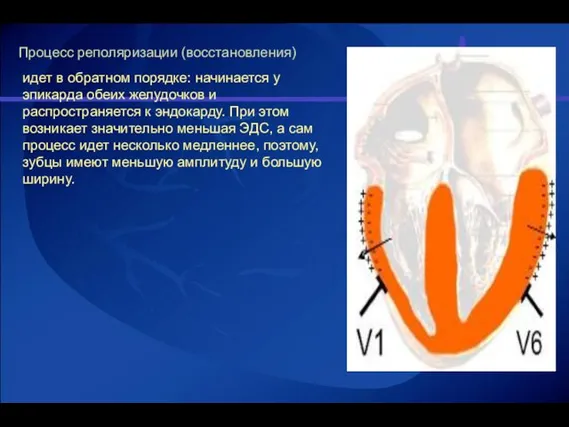 Процесс реполяризации (восстановления) идет в обратном порядке: начинается у эпикарда обеих желудочков