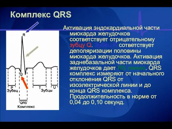 Комплекс QRS Активация эндокардиальной части миокарда желудочков соответствует отрицательному зубцу Q. Зубец