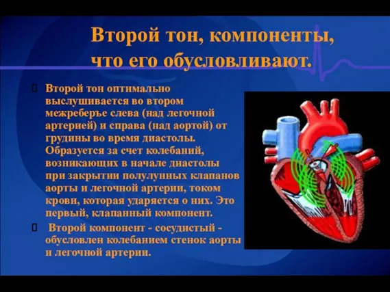 Второй тон, компоненты, что его обусловливают. Второй тон оптимально выслушивается во втором