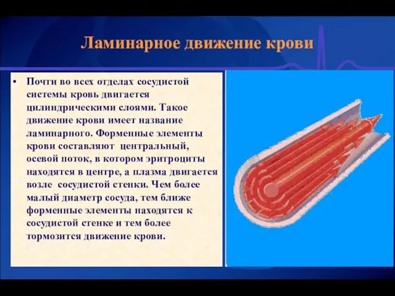 Ламинарное движение крови Почти во всех отделах сосудистой системы кровь двигается цилиндрическими