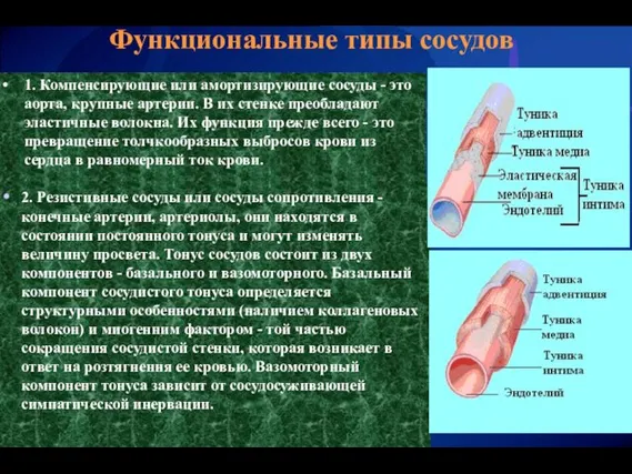 1. Компенсирующие или амортизирующие сосуды - это аорта, крупные артерии. В их