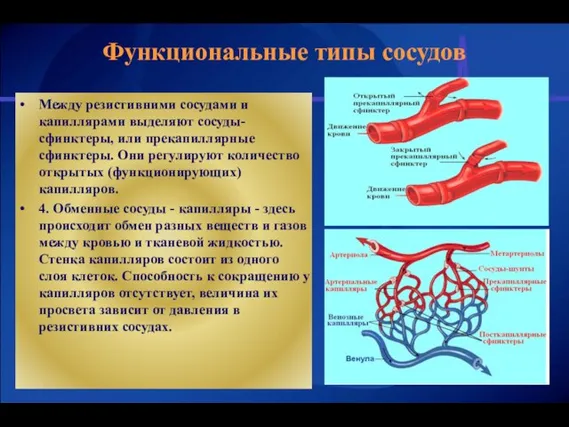 Функциональные типы сосудов Между резистивними сосудами и капиллярами выделяют сосуды-сфинктеры, или прекапиллярные