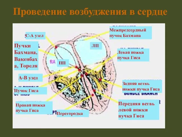 Проведение возбуджения в сердце ЛП ПП Перегородка А-В узел С-А узел Межпредсердный