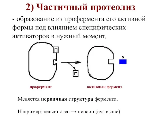 2) Частичный протеолиз профермент активный фермент Меняется первичная структура фермента. Например: пепсиноген