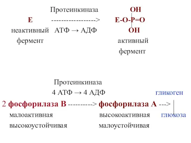 Протеинкиназа ОН Е ------------------> Е-О-Р=О неактивный АТФ → АДФ ОН фермент активный