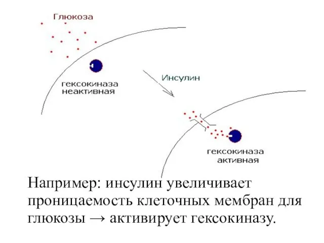 Например: инсулин увеличивает проницаемость клеточных мембран для глюкозы → активирует гексокиназу.