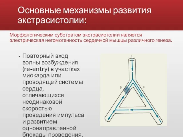 Основные механизмы развития экстрасистолии: Морфологическим субстратом экстрасистолии является электрическая негомогенность сердечной мышцы