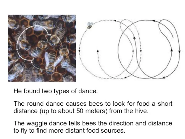 He found two types of dance. The round dance causes bees to