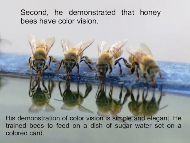 Second, he demonstrated that honey bees have color vision. His demonstration of