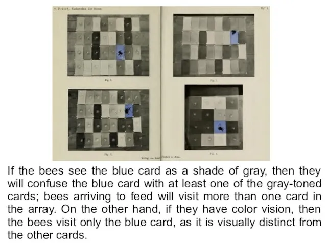 If the bees see the blue card as a shade of gray,