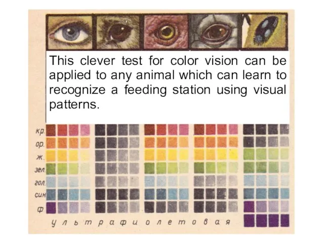 This clever test for color vision can be applied to any animal