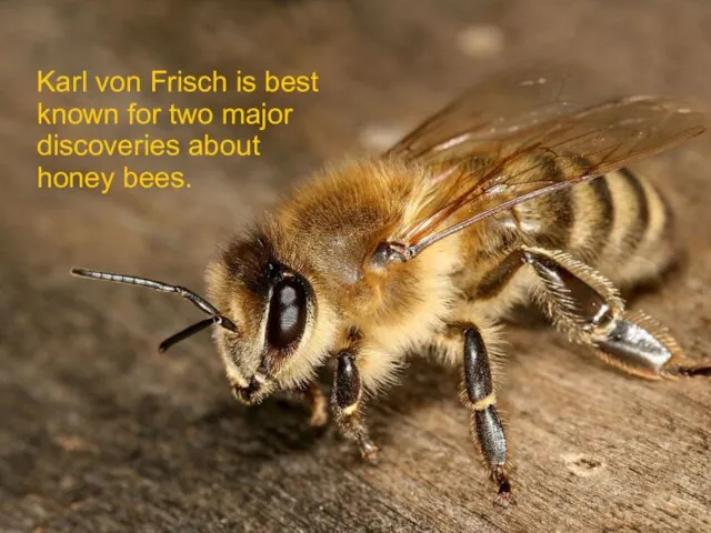 Karl von Frisch is best known for two major discoveries about honey bees.