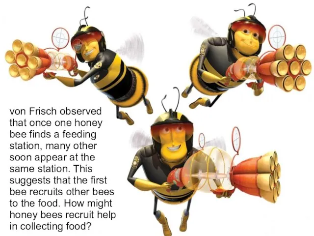 von Frisch observed that once one honey bee finds a feeding station,