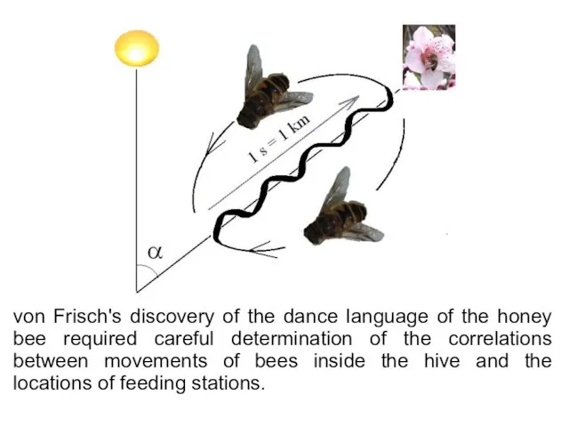 von Frisch's discovery of the dance language of the honey bee required