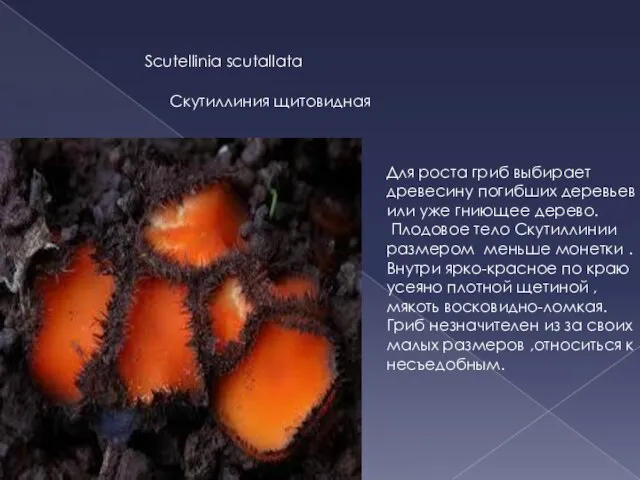 Scutellinia scutallata Скутиллиния щитовидная Для роста гриб выбирает древесину погибших деревьев или